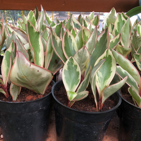 Peperomia Variegated