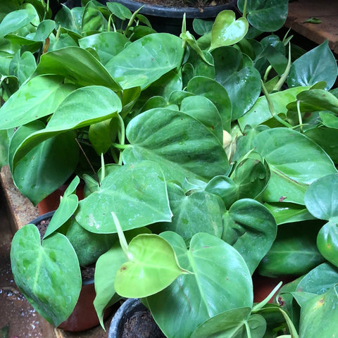 philodendron heartleaf