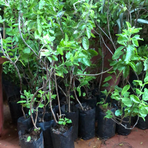 THULASI