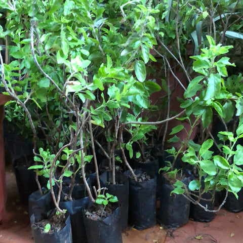 THULASI