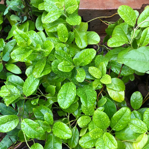 Alamanda creeper