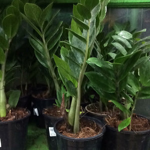 Zamia Cycus ZZ PLANT