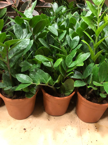 Zamia Cycus ZZ PLANT