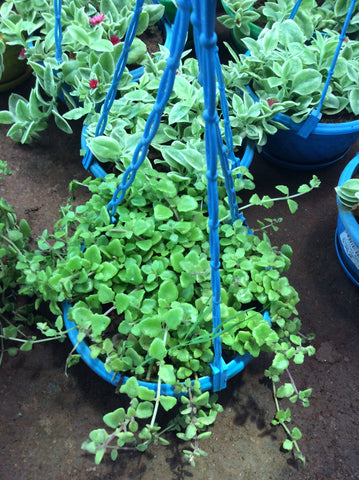 Hanging plant