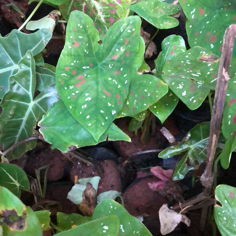 Caladium
