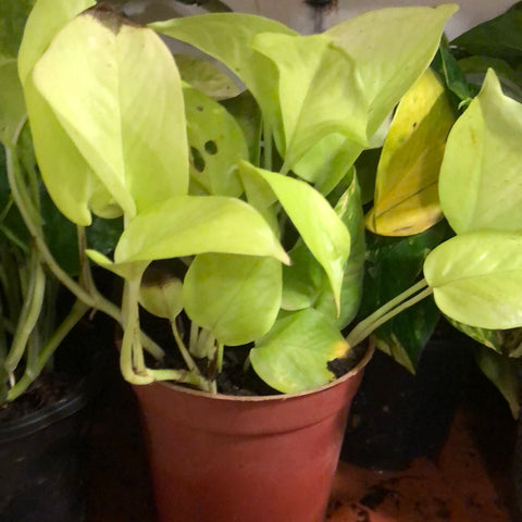Golden Pothos / golden money plant