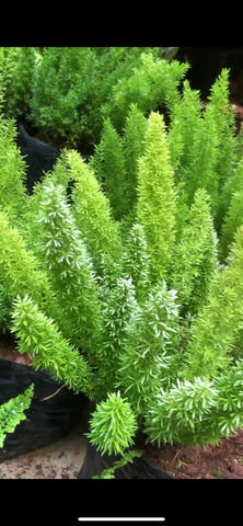 Asparagus meyeri