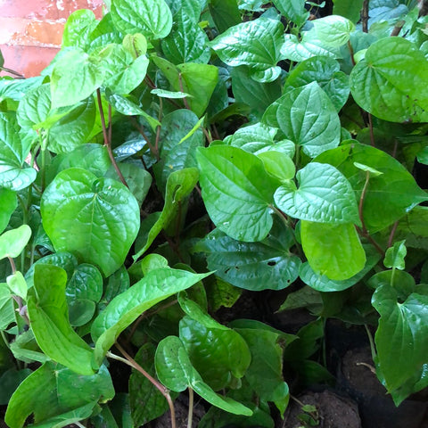 Betel vine