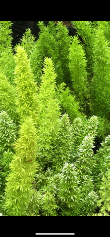 Asparagus meyeri