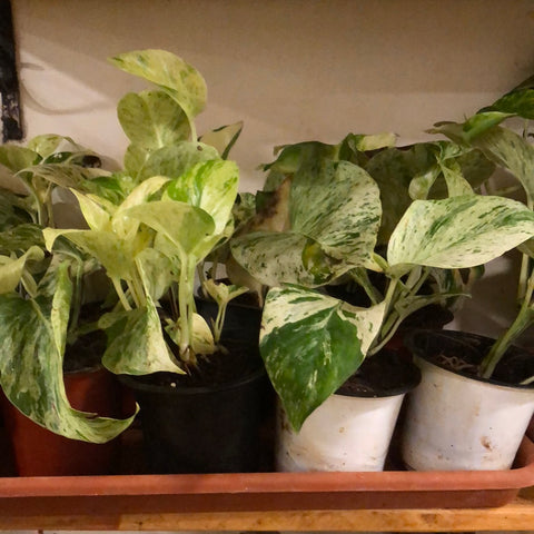 money plant- marble queen