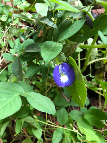 sangu poo / blue pea / butterfly pea