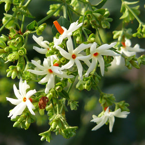 Pavalamalli / coral jasmine