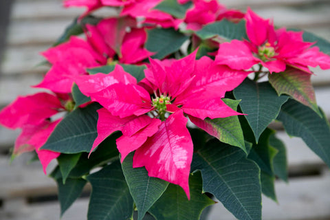 Poinsettia