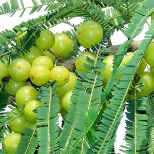 Amla tree / Gooseberry / nellikka