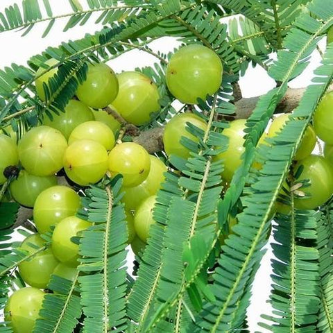 Amla tree / Gooseberry / nellikka