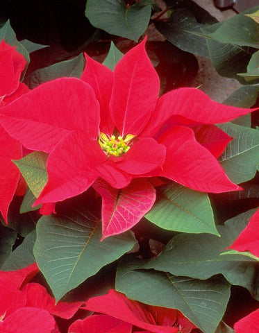 Poinsettia