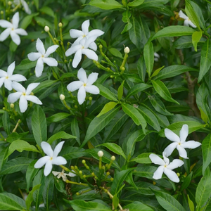 Tabernaemontana / Nandyarvattam / Crape Jasmine / TMC