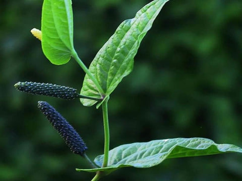 Thippili plant