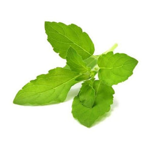 Mint tulsi / vicks tulsi