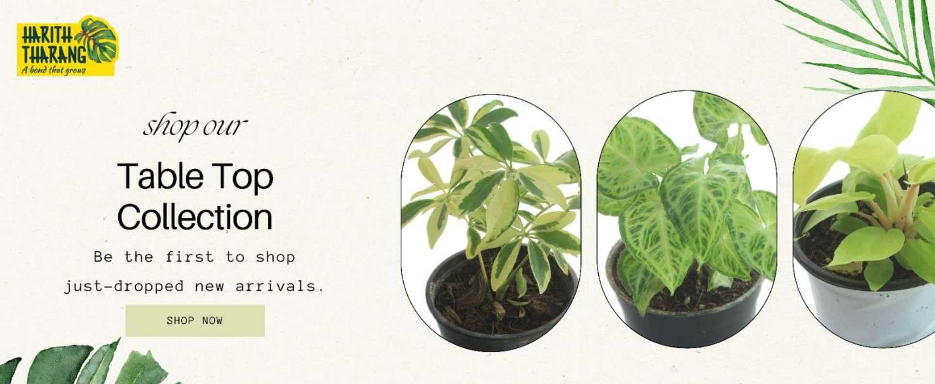 slide-image-5.jpg